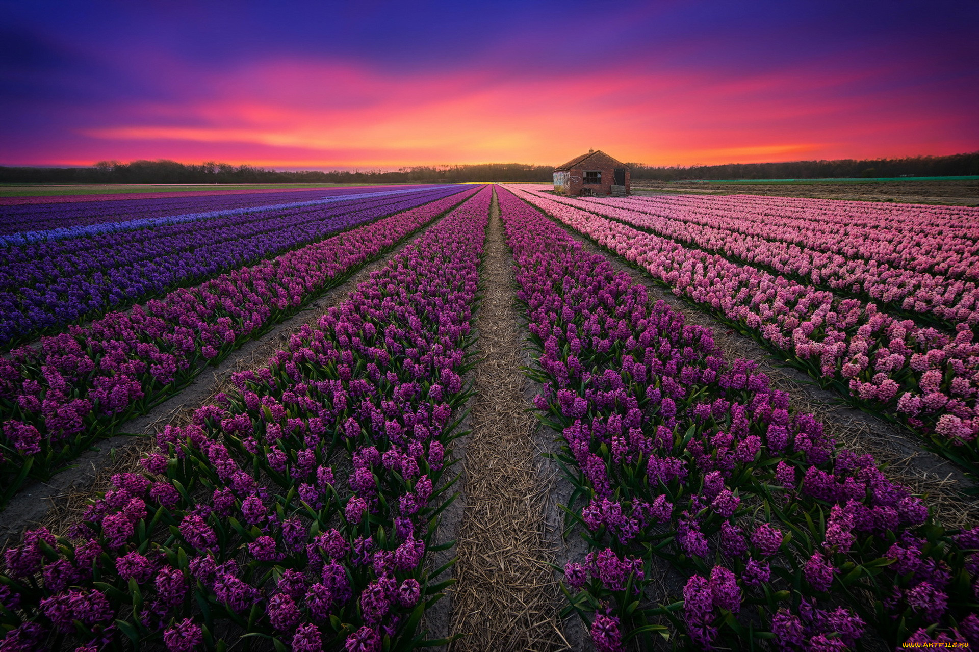 Лавандовые поля в Нидерландах